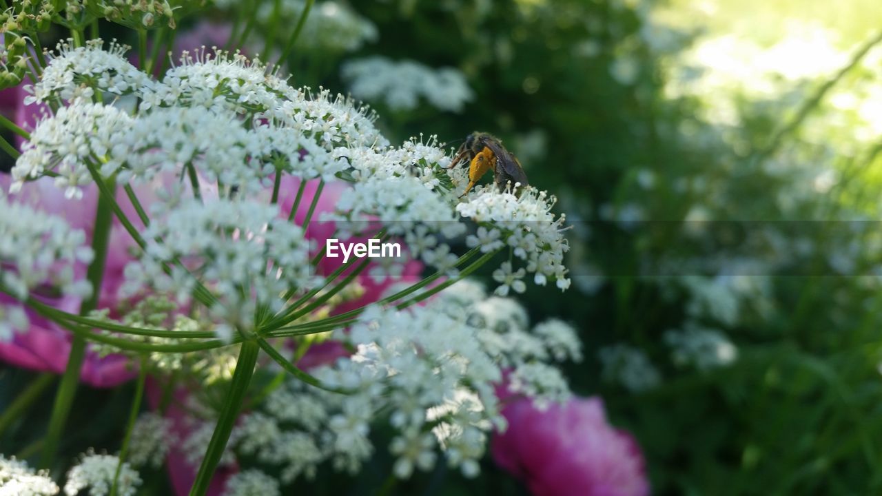 CLOSE-UP OF HONEY BEE ON FLOWER