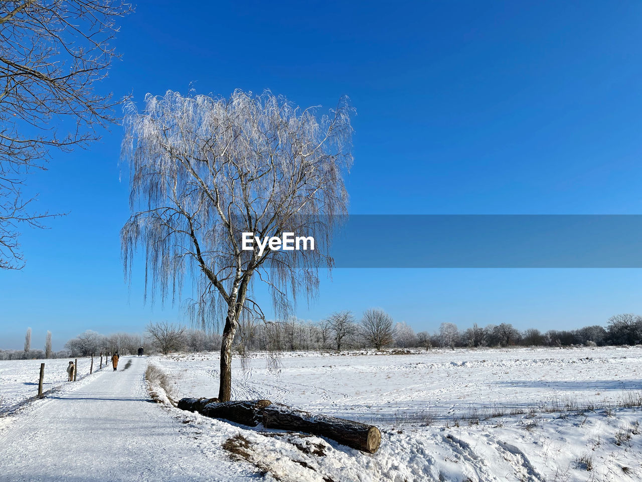 BARE TREE ON SNOW COVERED LANDSCAPE AGAINST CLEAR BLUE SKY