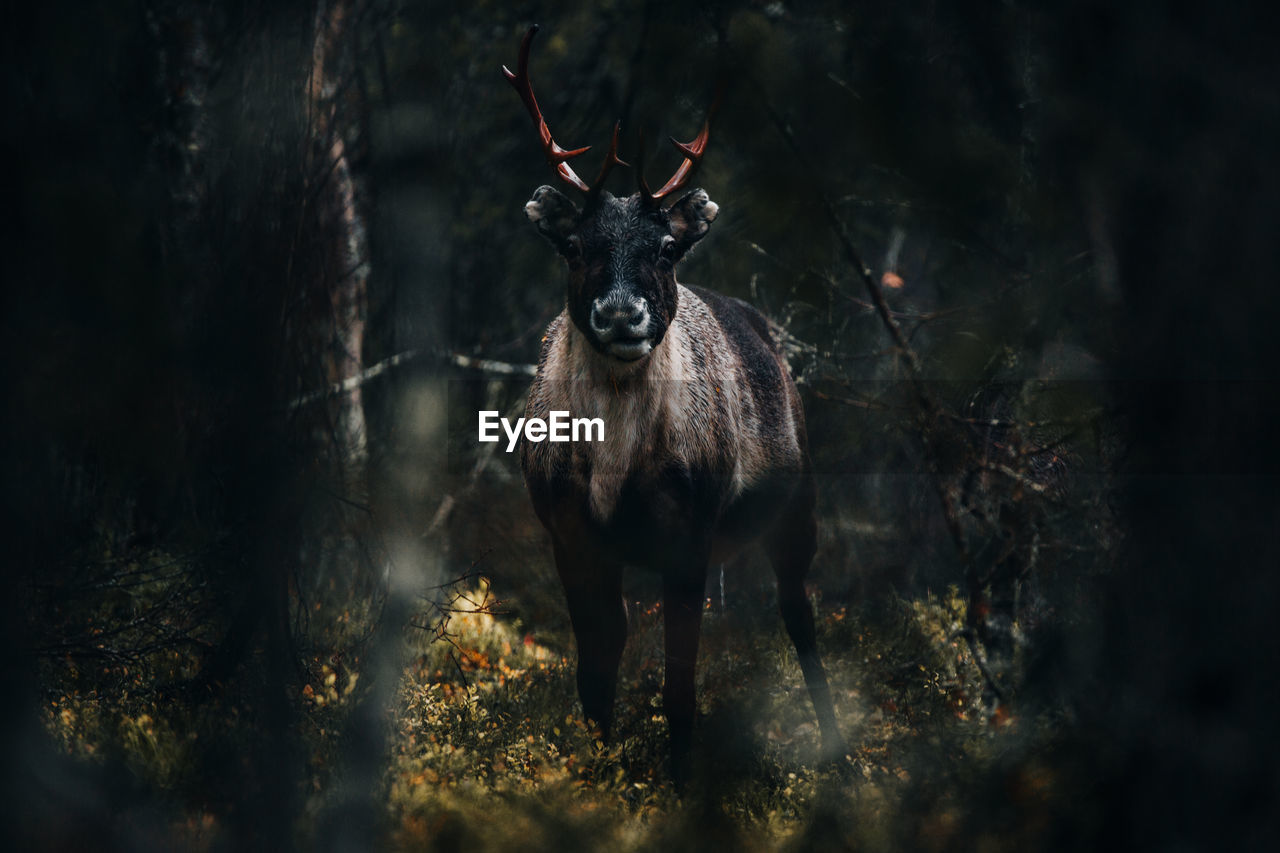 Portrait of deer in the forest