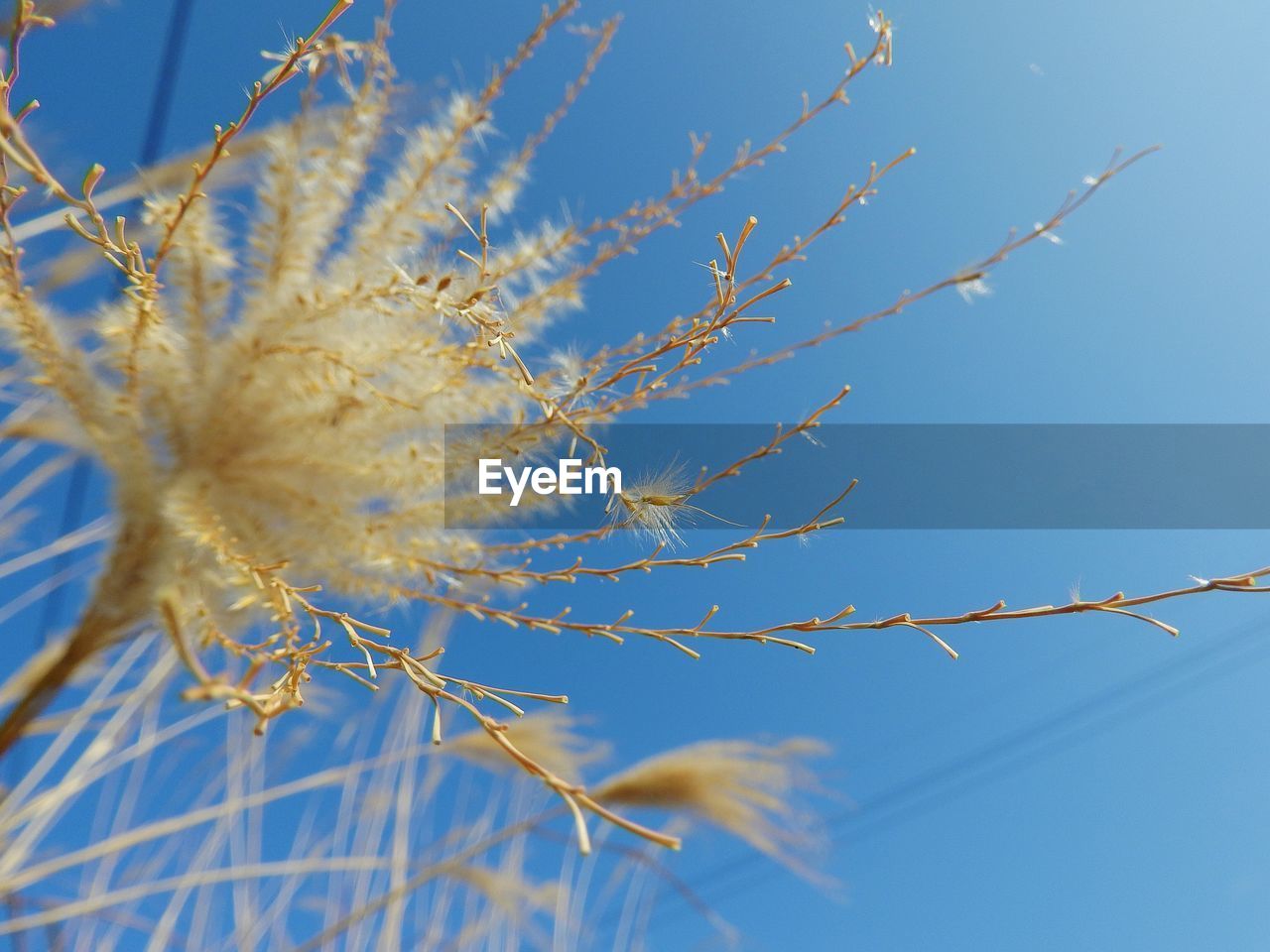 Low angle view of flower tree against blue sky