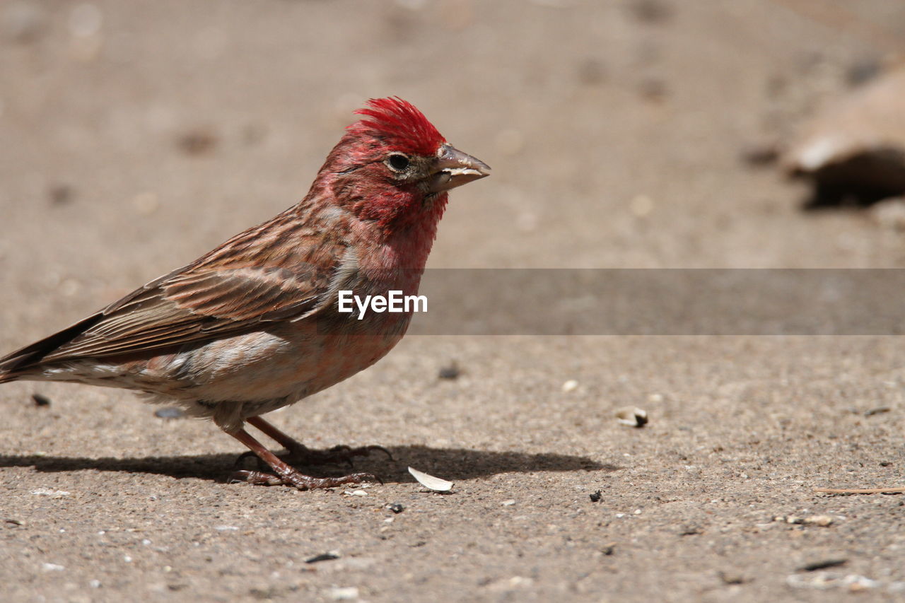 Red finch at wildlife reserve