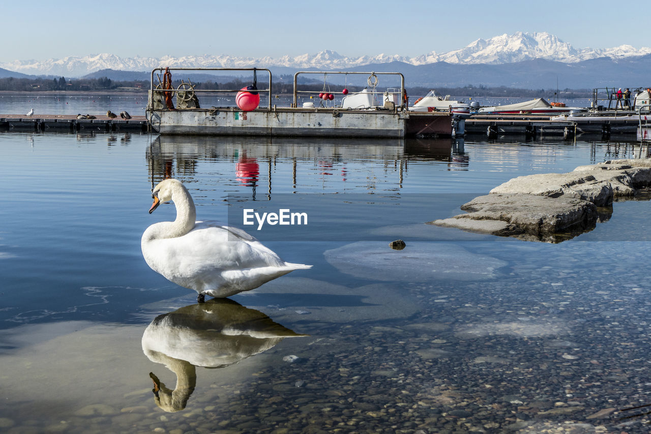 The varese lake with the alps in background and a swan thar is reflected in the water