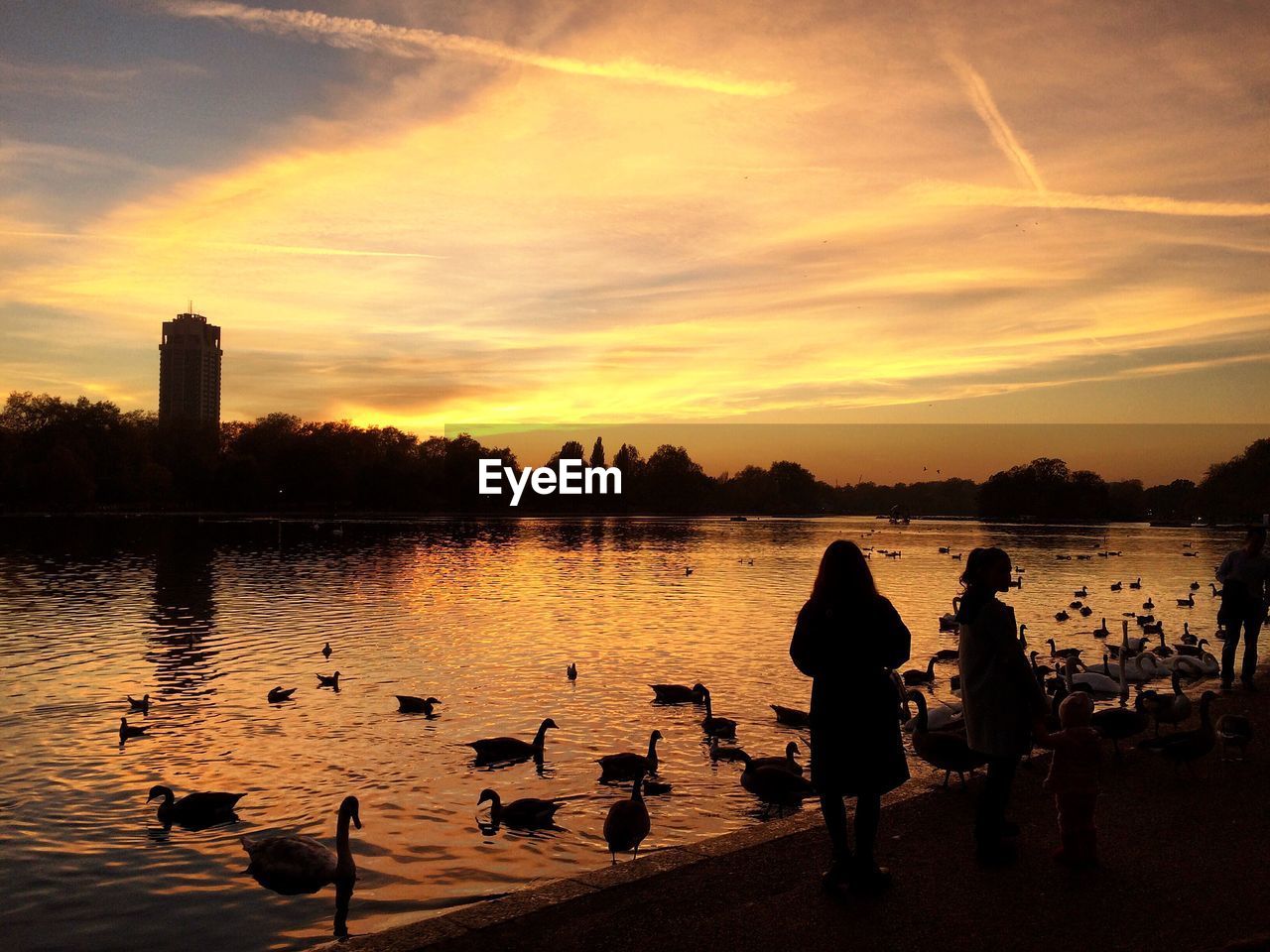 Birds swimming in lake by people against cloudy sky at hyde park during sunset