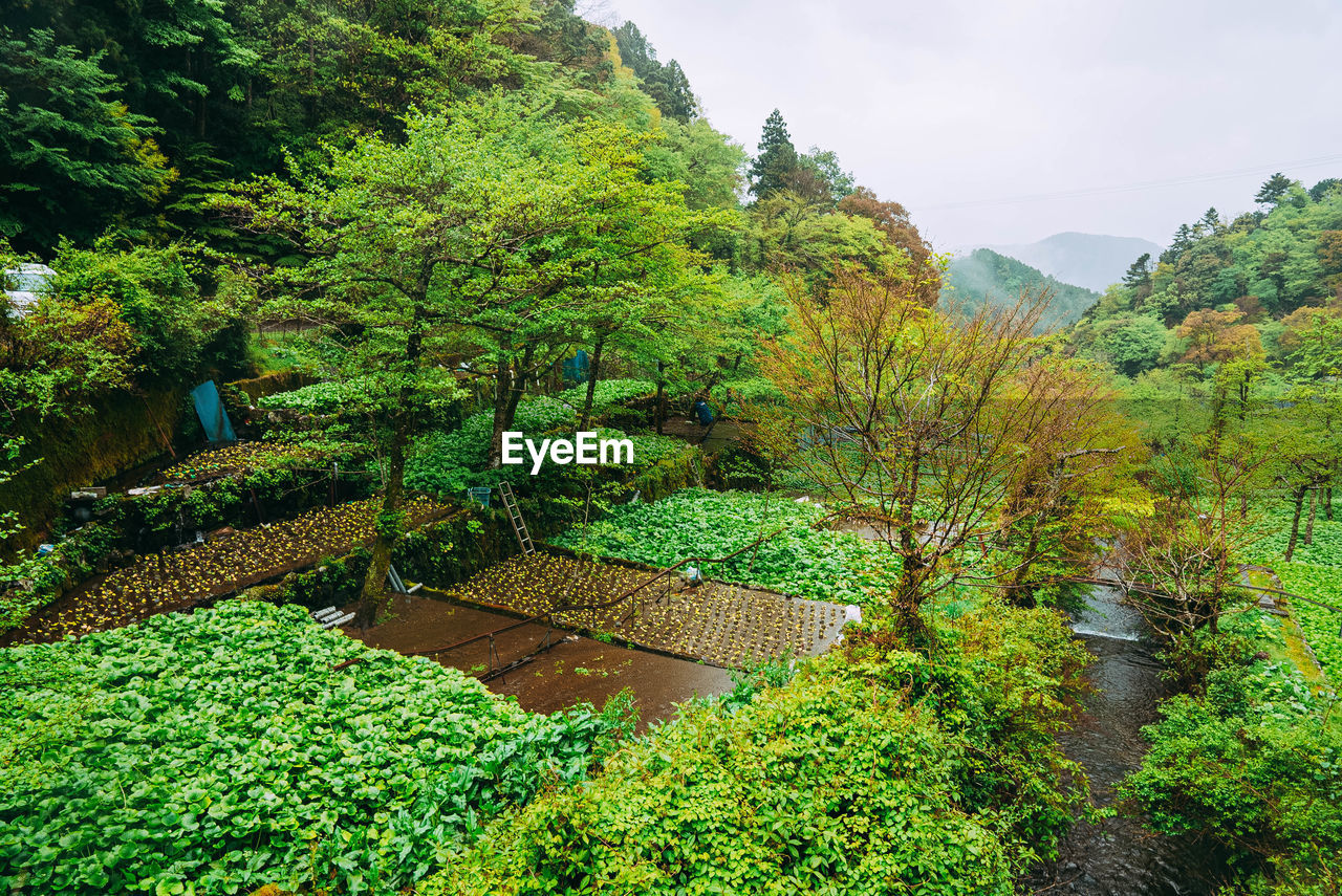 VIEW OF TREES IN GARDEN