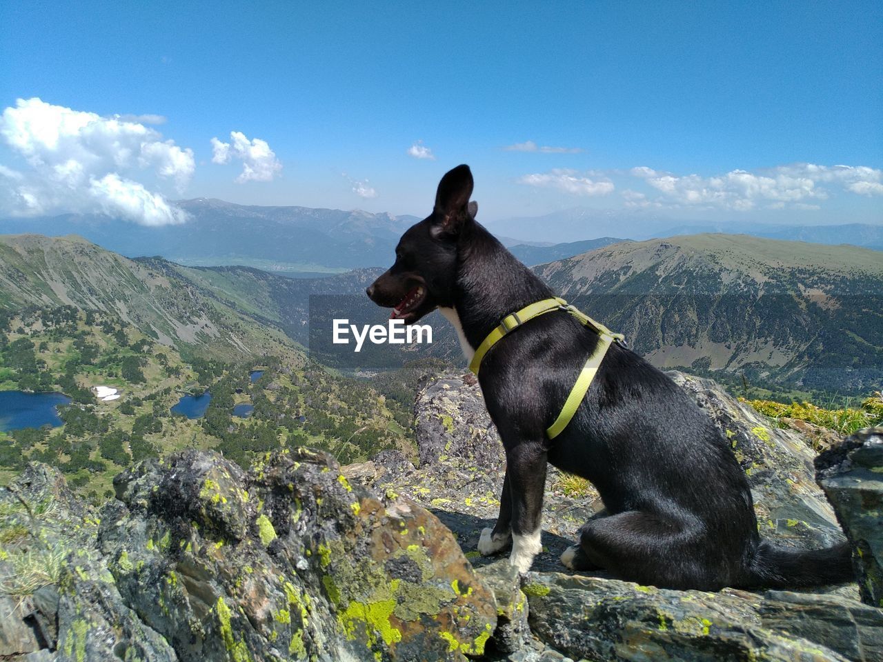 DOG ON LANDSCAPE AGAINST MOUNTAINS