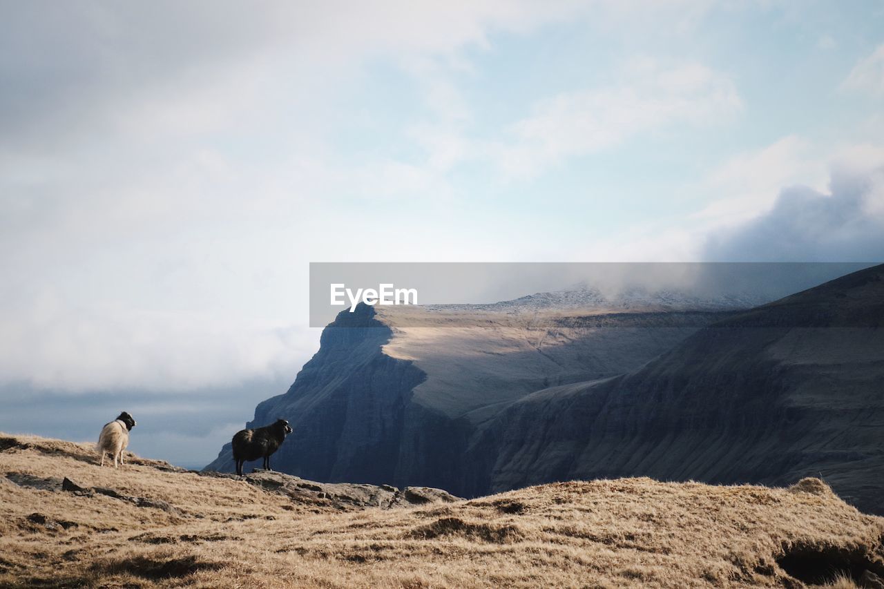 Mammals standing on mountain against sky