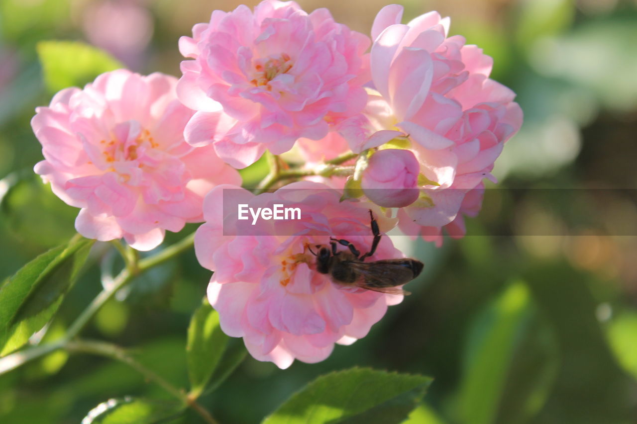 CLOSE-UP OF BEE POLLINATING ON PINK FLOWERING PLANT