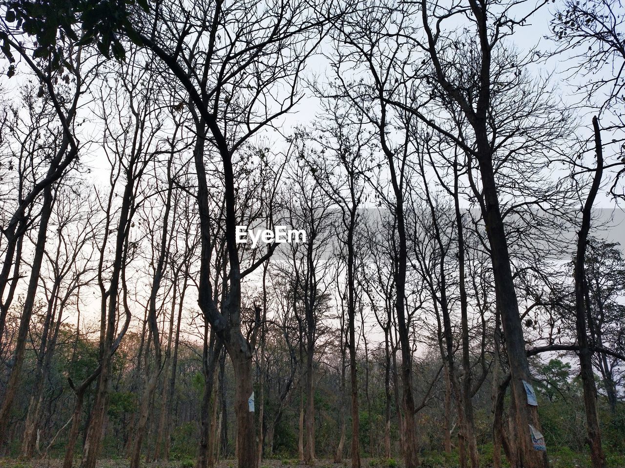 VIEW OF BARE TREES IN FOREST