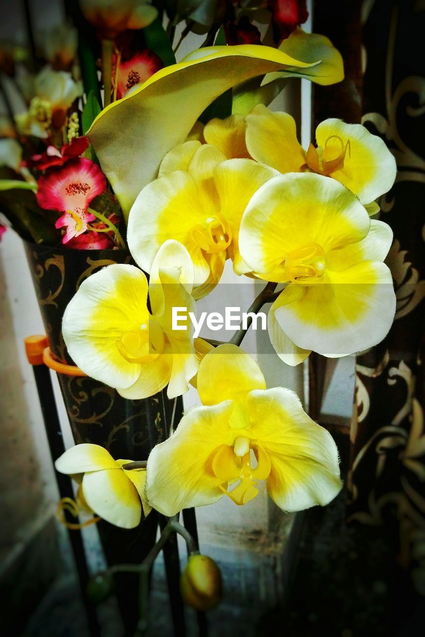 CLOSE-UP OF YELLOW FLOWERS BLOOMING