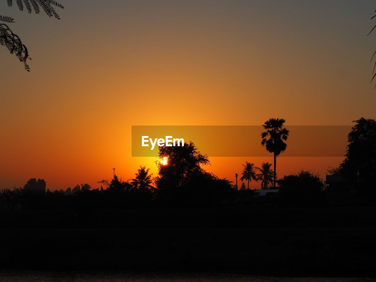 SILHOUETTE TREES AGAINST SKY DURING SUNSET