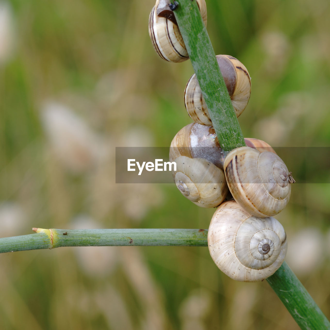 Close-up of branches against blurred background