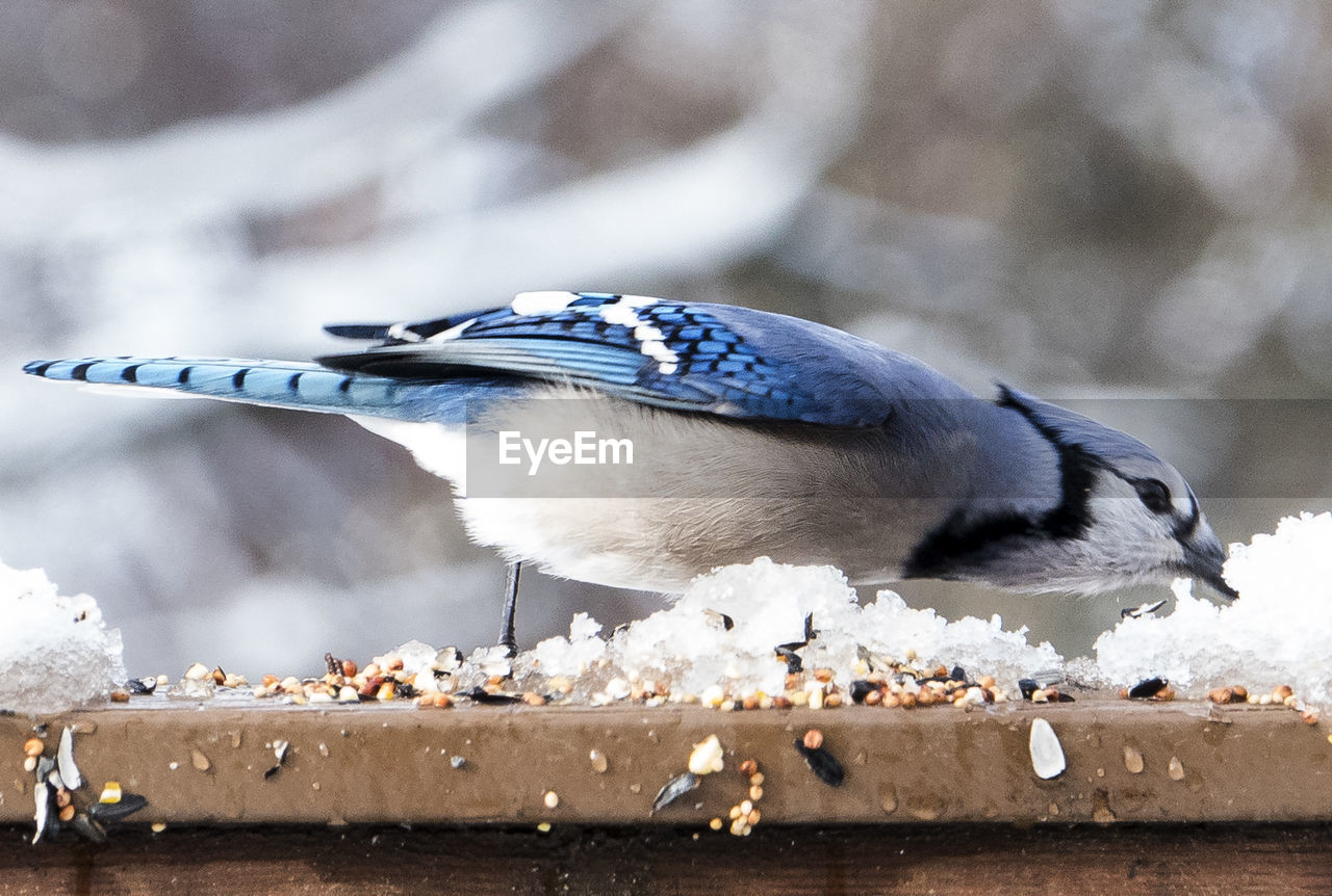 Blue jay on the deck