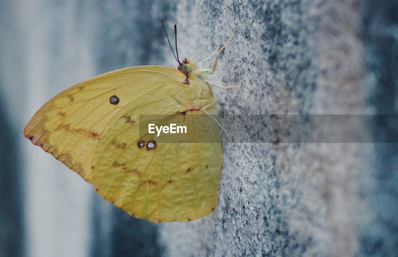 Close-up of yellow butterfly on concrete wall
