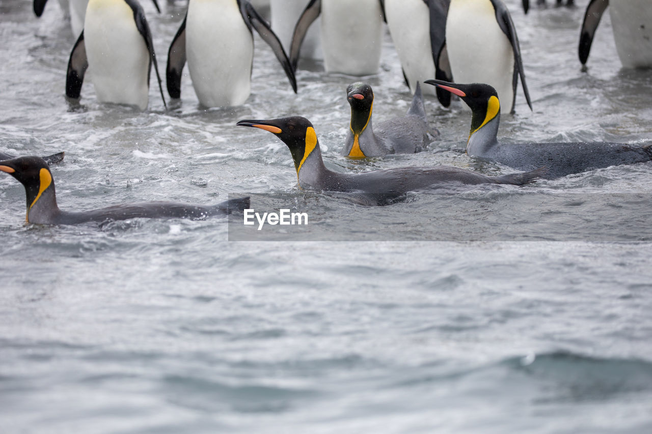 Penguins swimming in sea