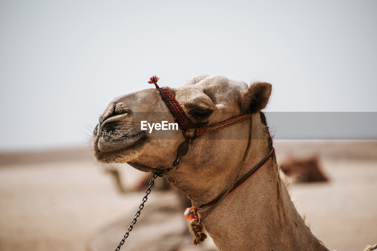 Close-up of a camel looking away