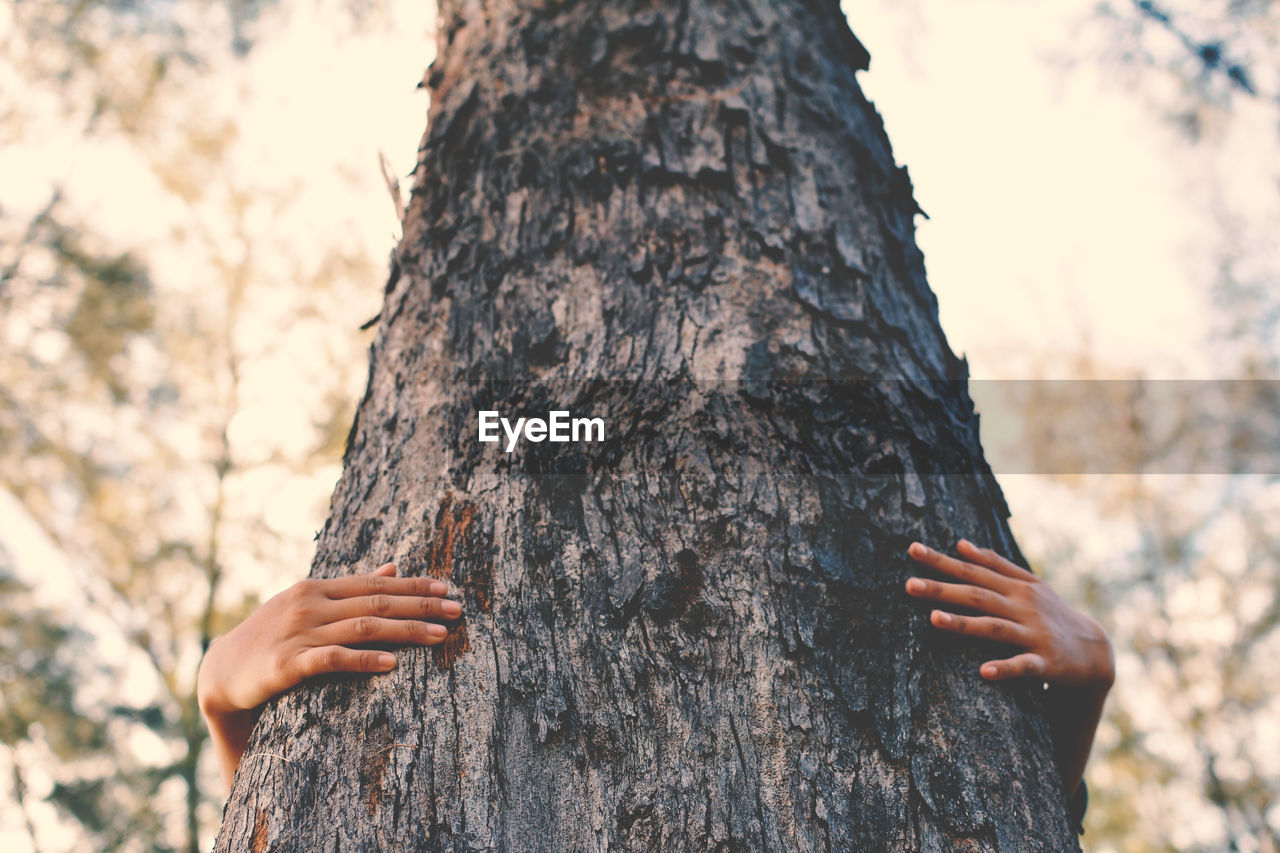 Hands of person holding tree trunk