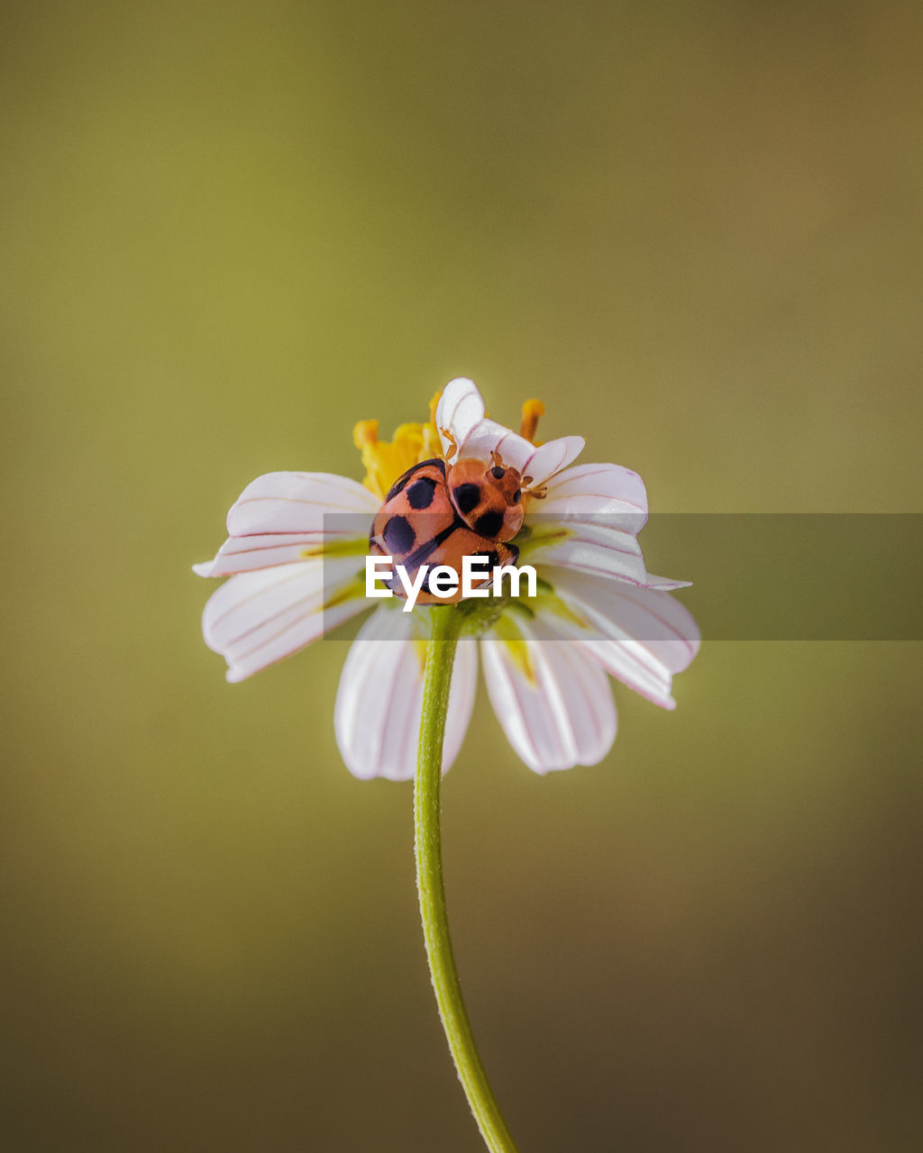 CLOSE-UP OF HONEY BEE ON FLOWER