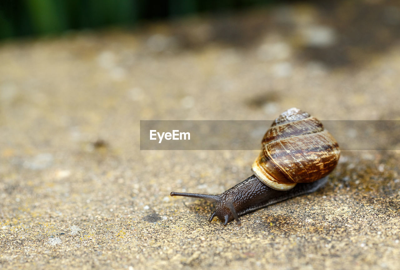 CLOSE-UP OF SNAIL ON A LEAF