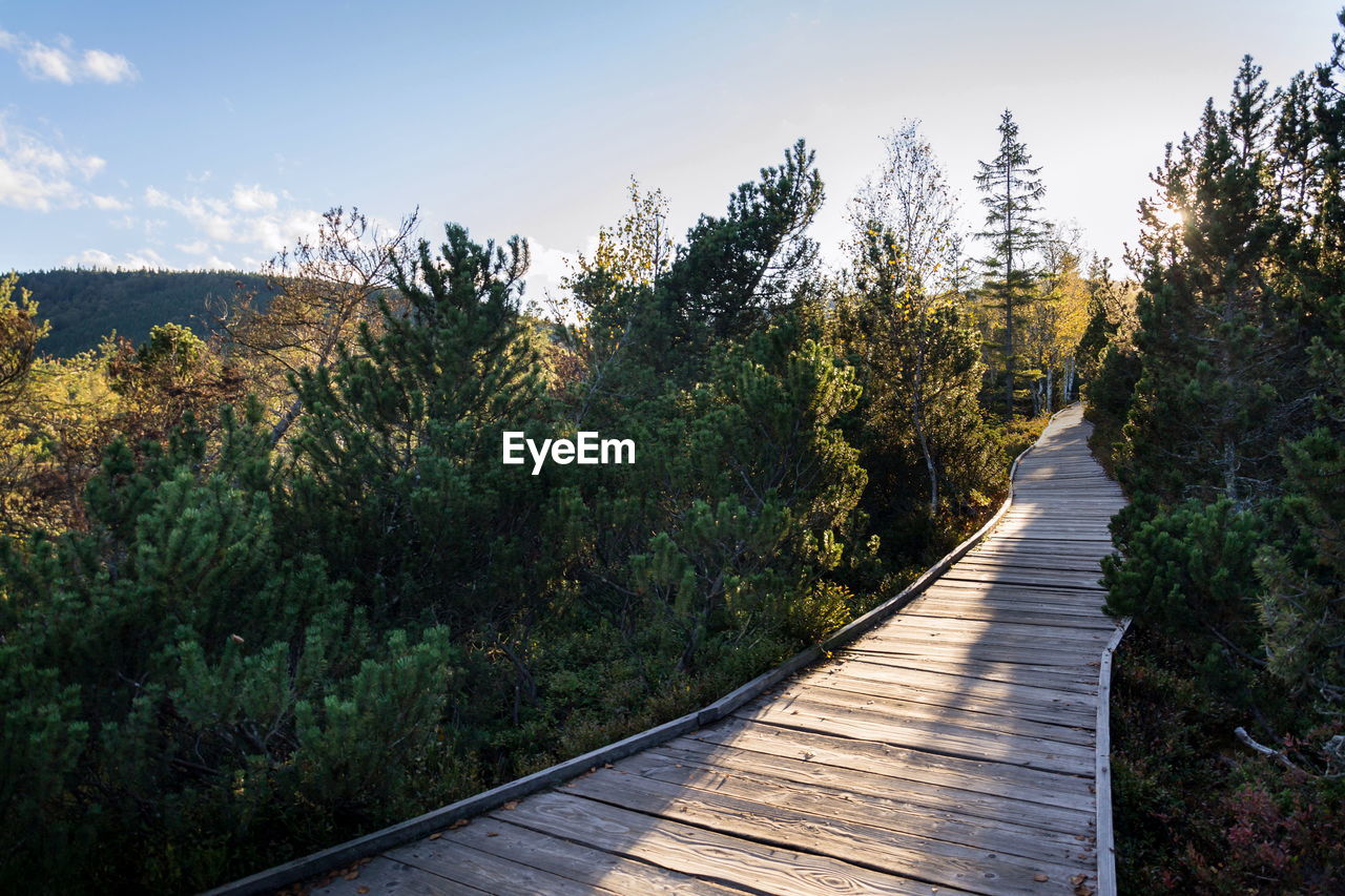 BOARDWALK AMIDST TREES AGAINST SKY IN FOREST