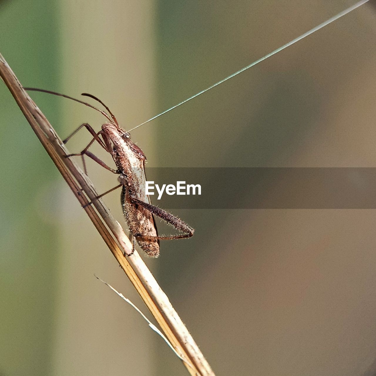 CLOSE-UP OF INSECT ON PLANT