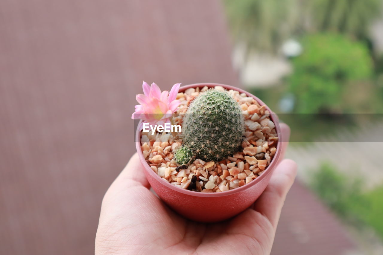 Cropped image of person holding potted plant