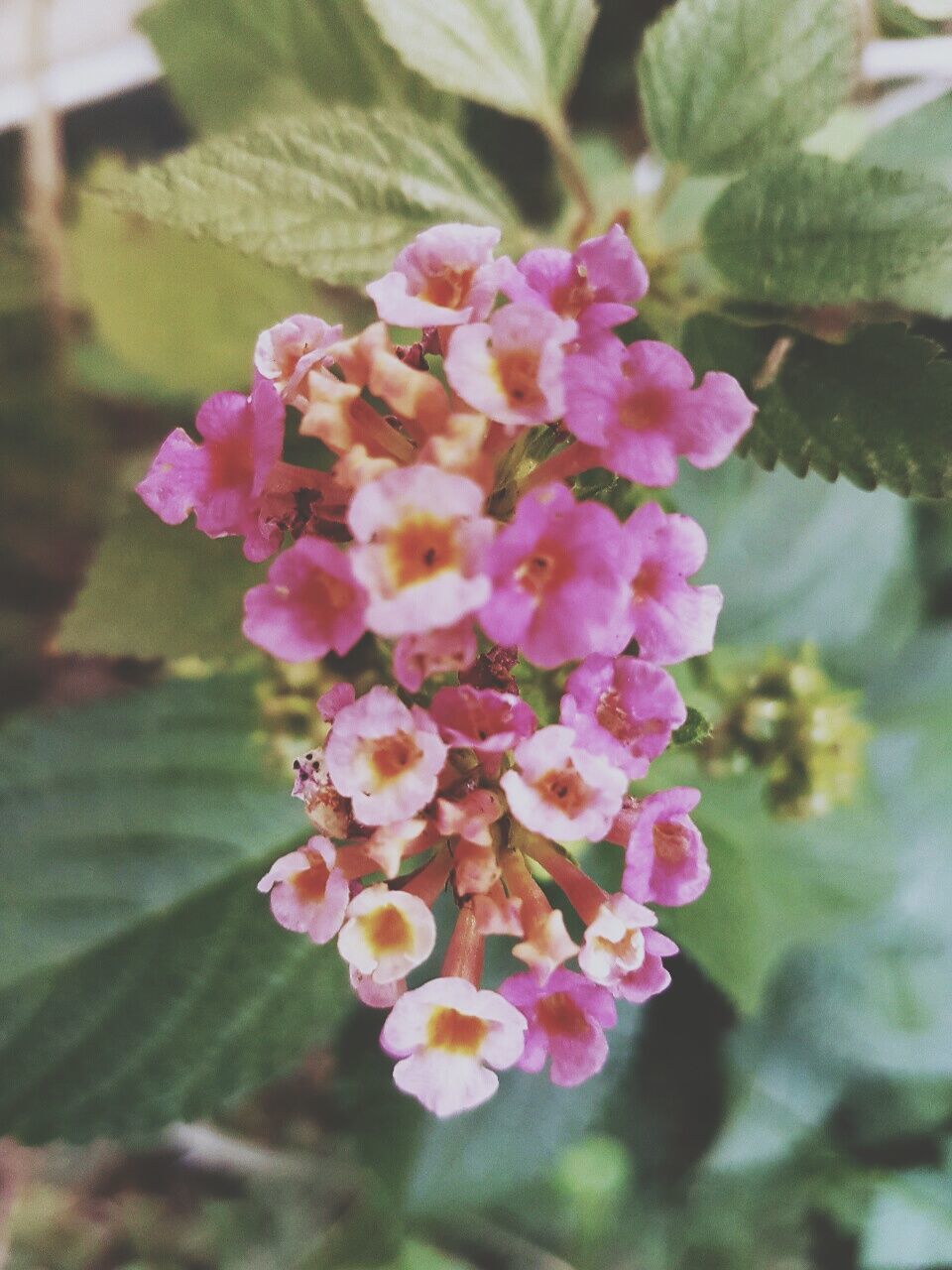 CLOSE-UP OF PINK FLOWER