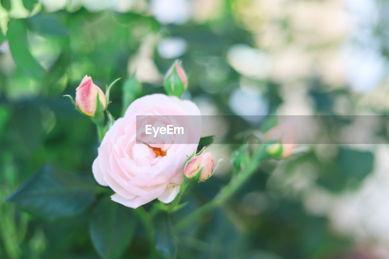 Close-up of pink flower