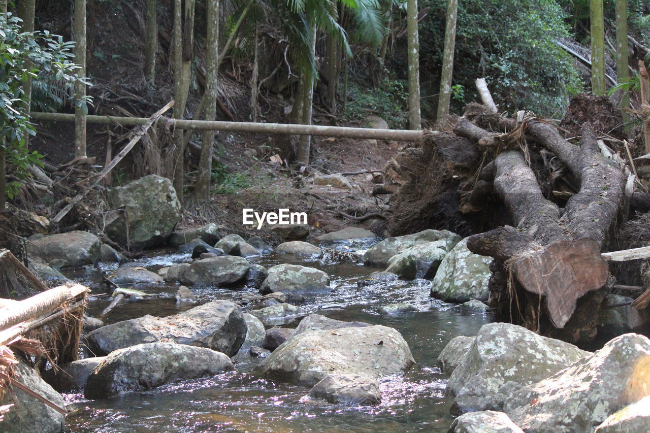 VIEW OF CRAB IN FOREST