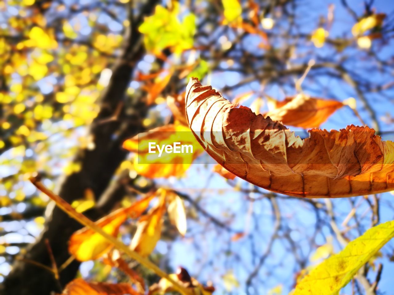 CLOSE-UP OF DRY LEAVES ON BRANCH