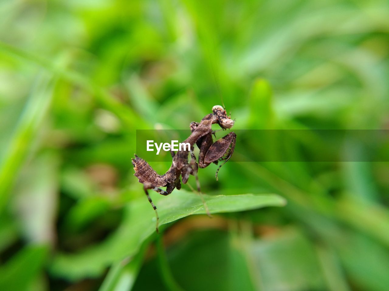 CLOSE-UP OF GRASSHOPPER ON PLANT