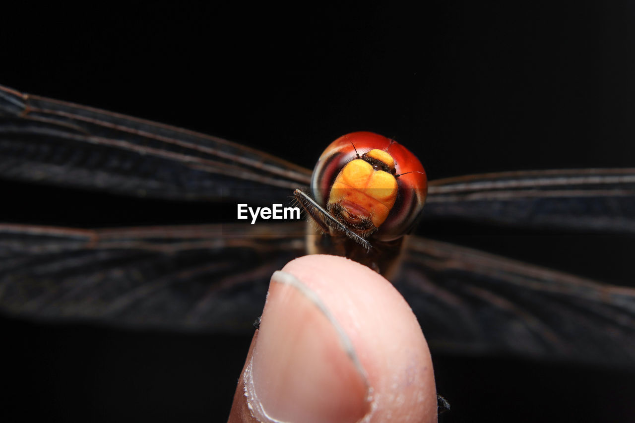 Close-up of hand holding dragonfly 