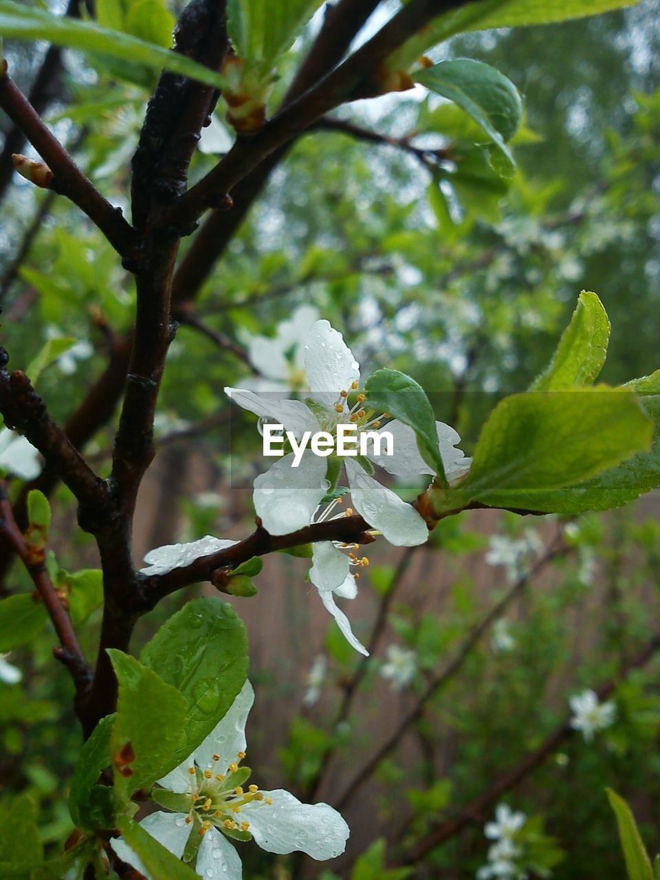 CLOSE-UP OF FLOWER PLANT