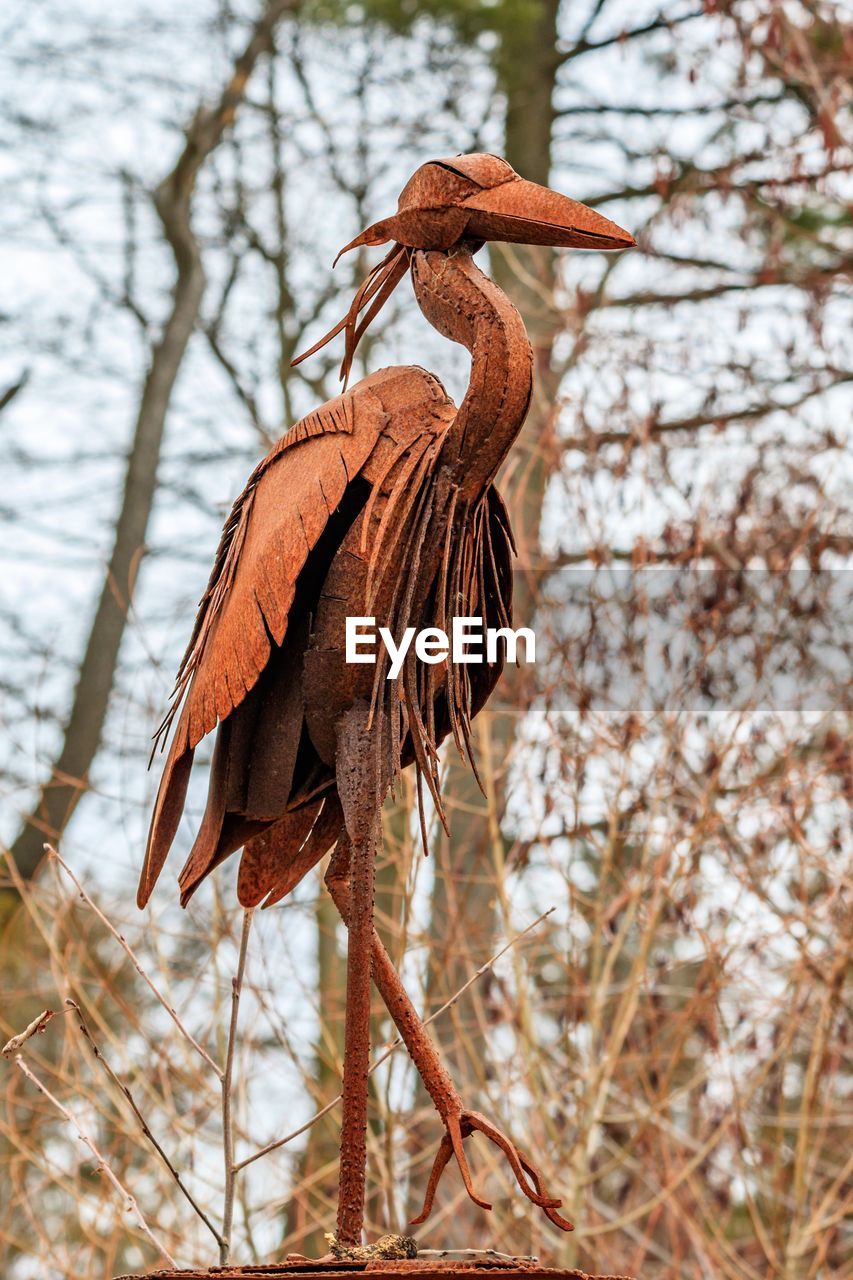 LOW ANGLE VIEW OF BIRD ON TREE BRANCH