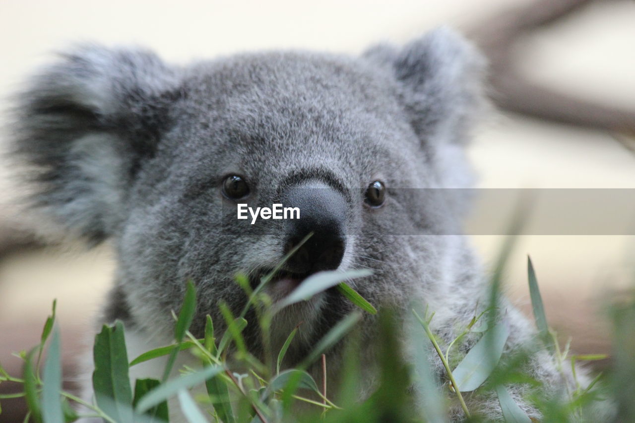 Young koala eating eukalyptus