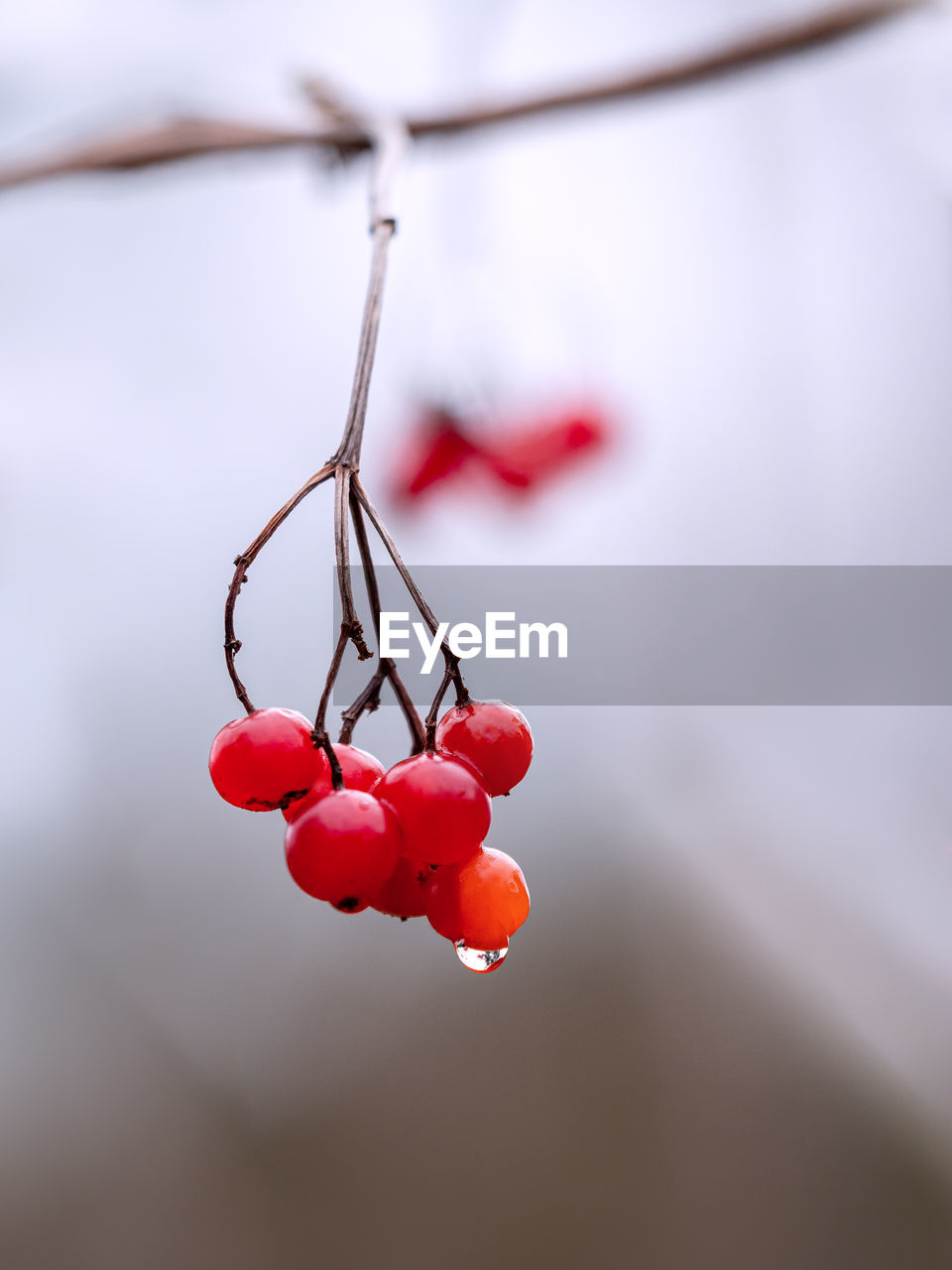 Close-up of red berries on plant