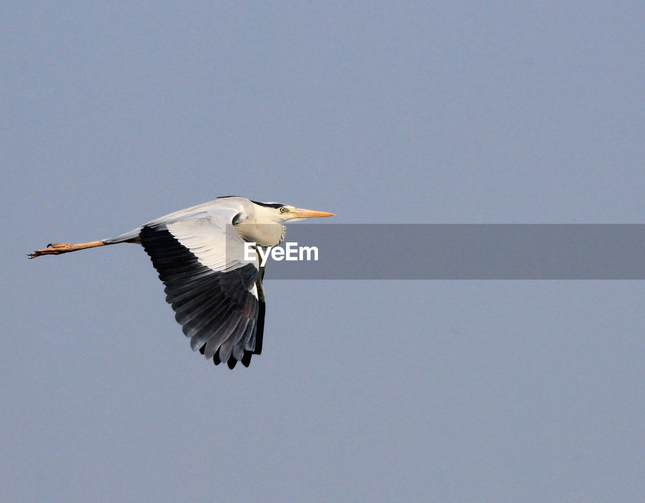 Bird flying in the sky