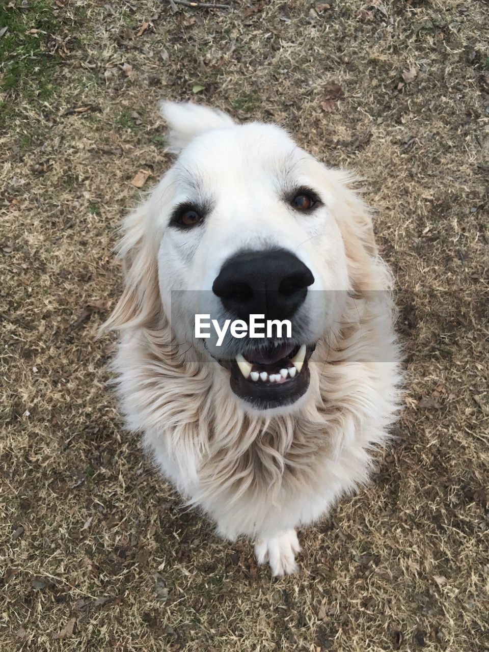 High angle portrait of dog on field