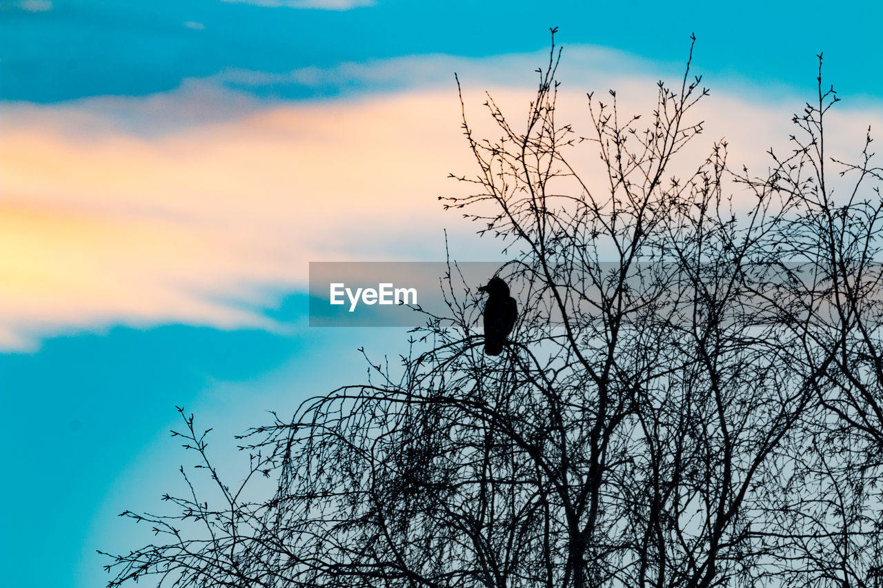 LOW ANGLE VIEW OF SILHOUETTE BIRD PERCHING ON TREE