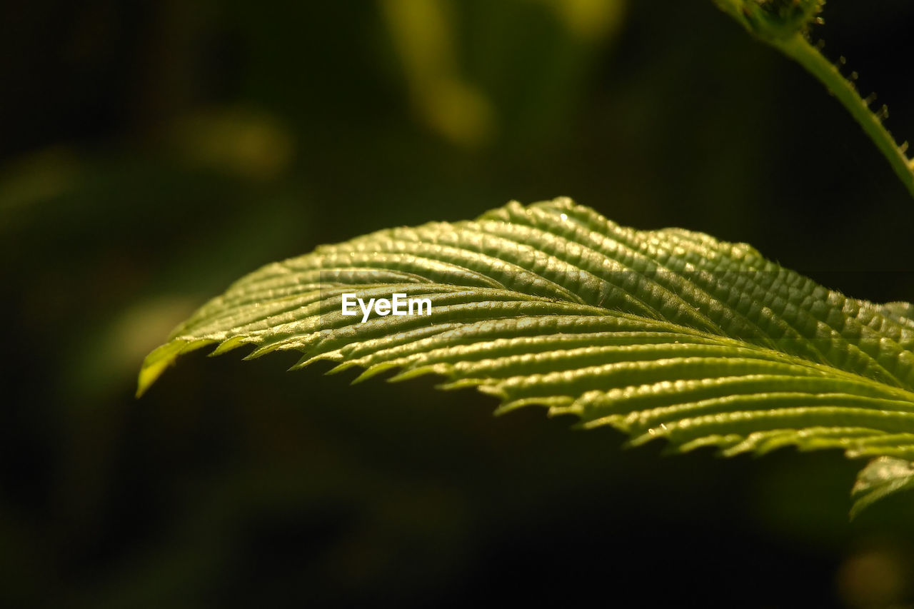 Close-up of fern