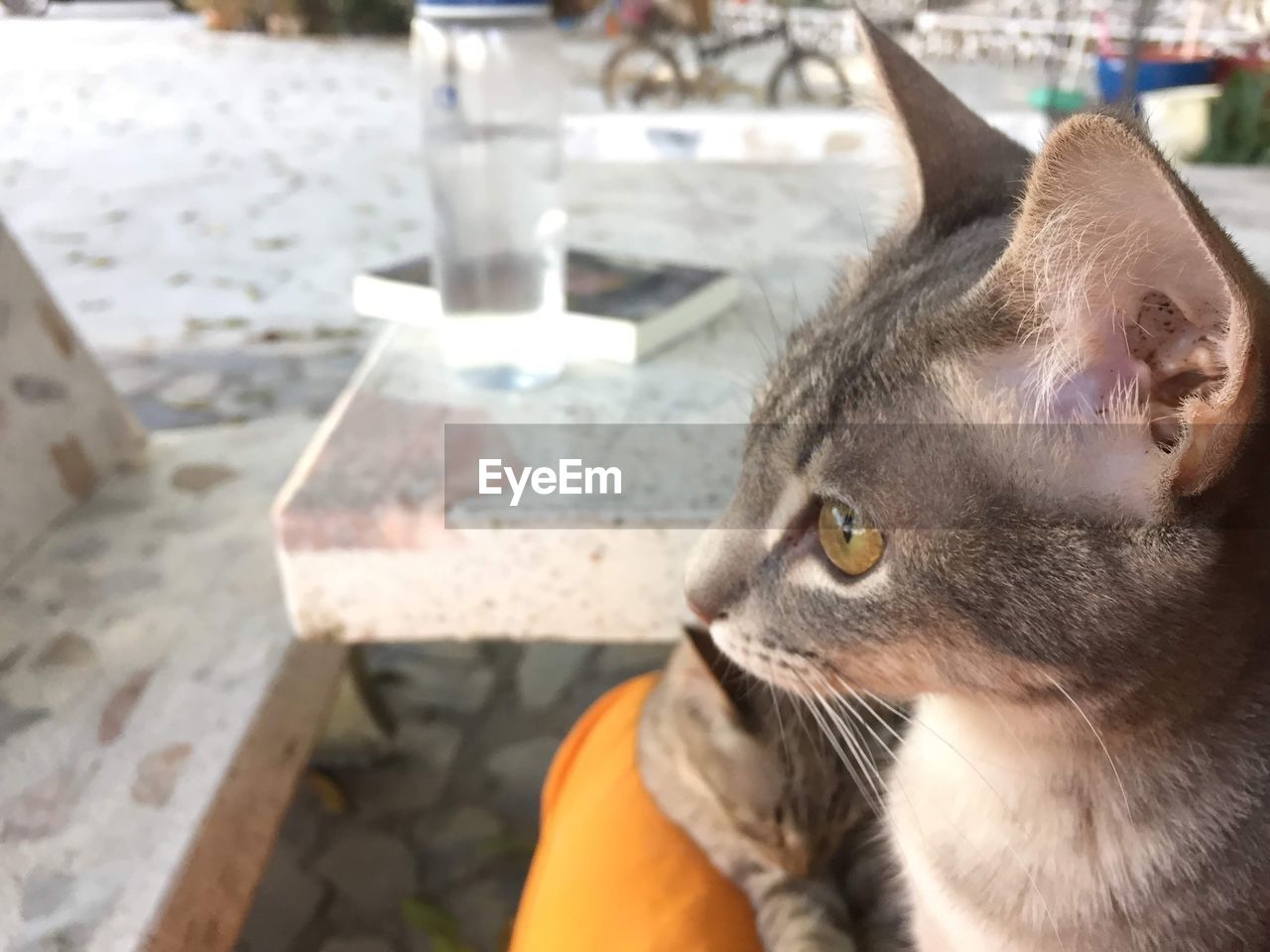 CLOSE-UP OF A CAT LOOKING AWAY OUTDOORS