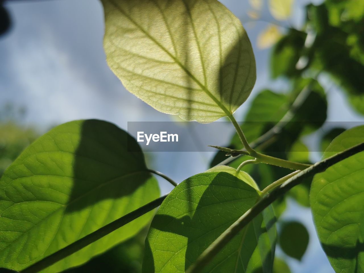 LOW ANGLE VIEW OF PLANT LEAVES