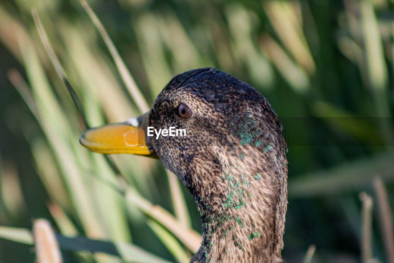 CLOSE-UP OF BIRD