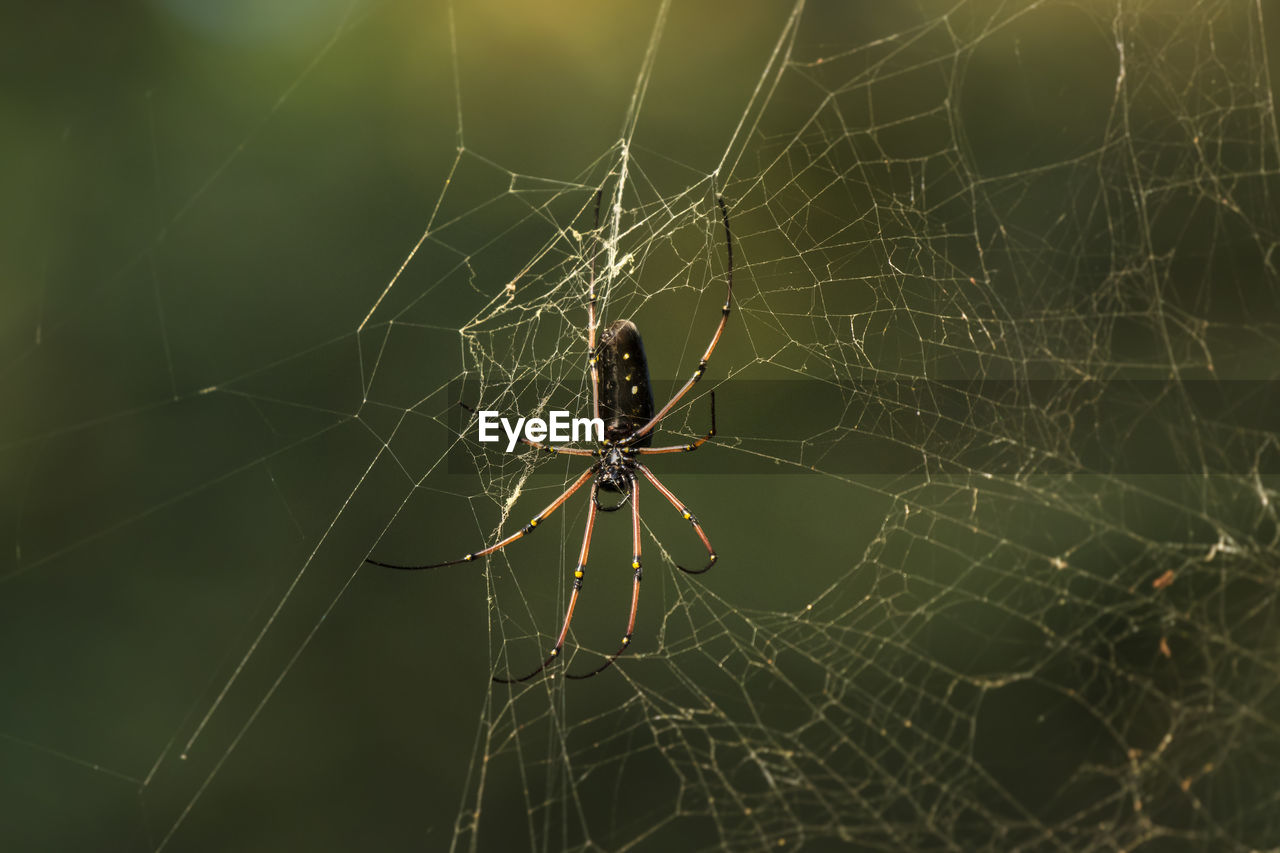 Close-up of spider on web