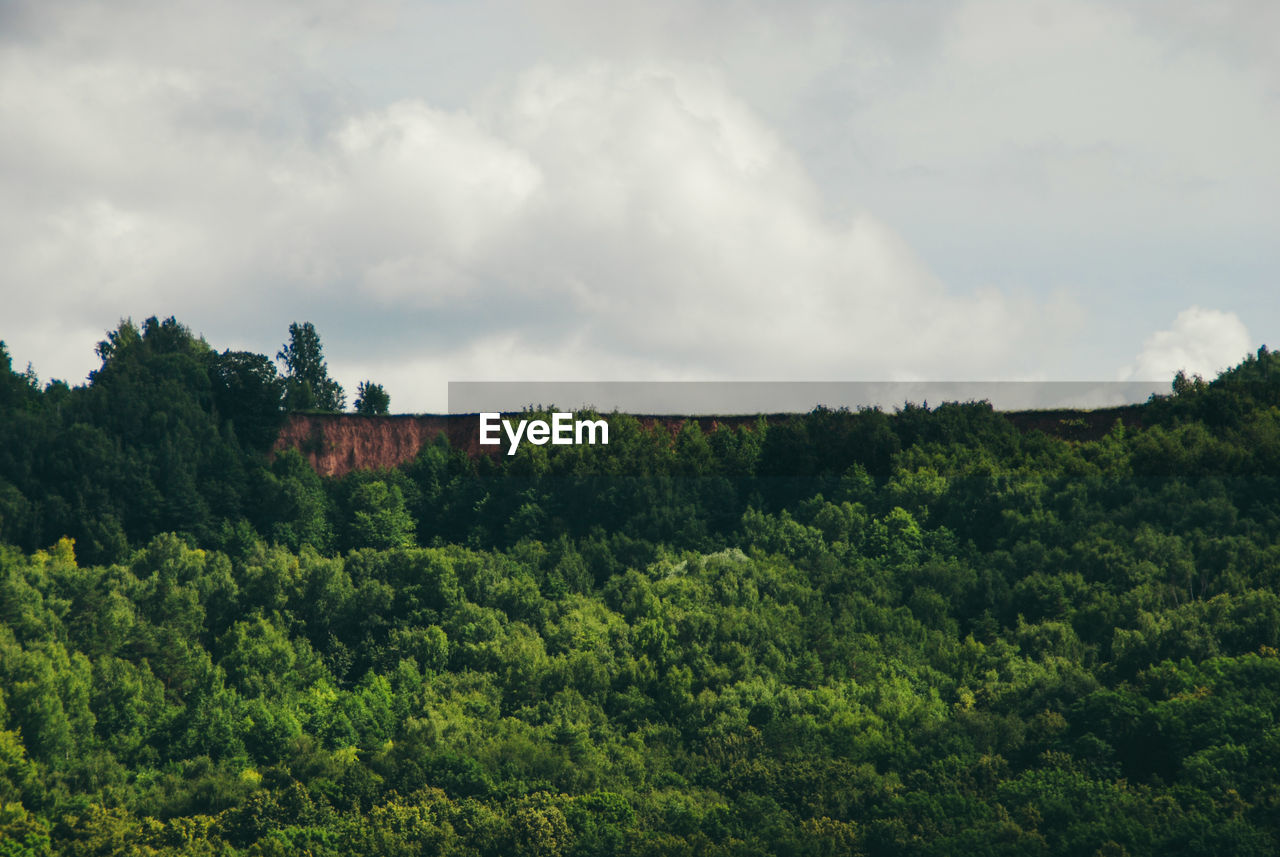 SCENIC VIEW OF TREES AGAINST SKY