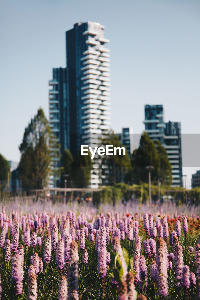 Purple flowering plants on field by buildings against sky