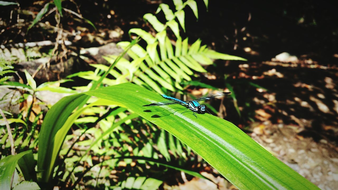 Dragonfly perching on blade of grass