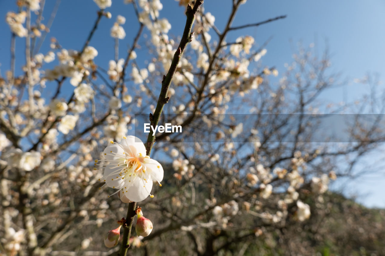 CLOSE-UP OF WHITE CHERRY BLOSSOMS
