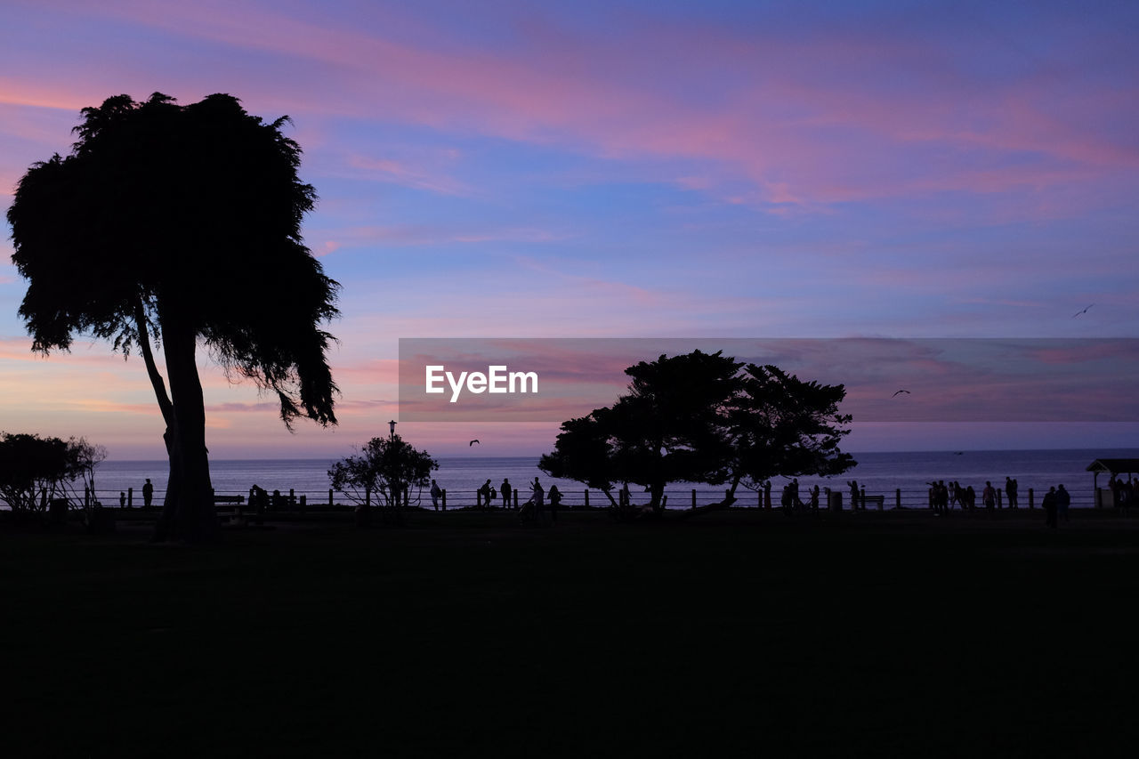 SILHOUETTE TREES ON BEACH AGAINST SKY AT SUNSET