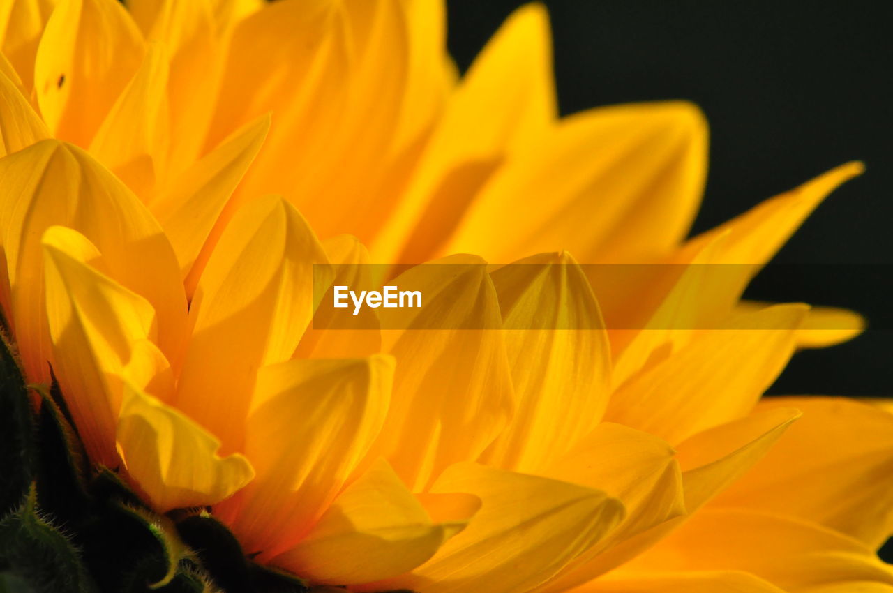 Close-up of yellow flower