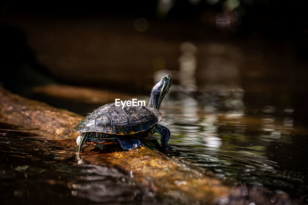 Turtle looking up